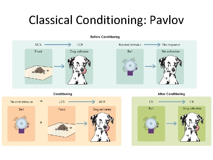 Classical Conditioning: Pavlov 