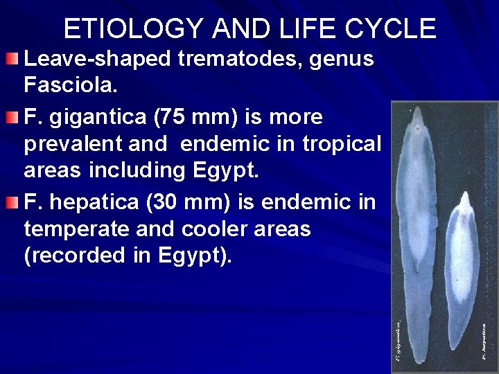 ETIOLOGY AND LIFE CYCLE Leave-shaped trematodes, genus Fasciola. F. gigantica (75 mm) is more