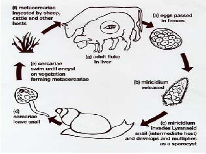 Adult worm (hermaphrodite) In bile ducts Eggs passed down to gall bladder to intestine
