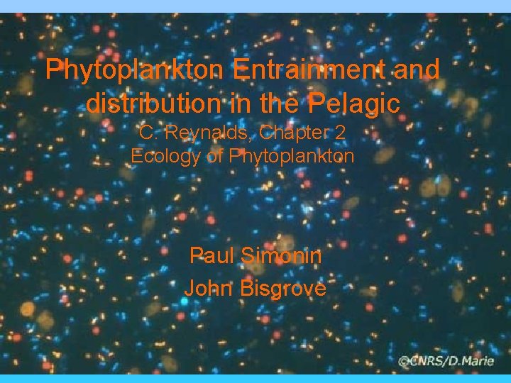 Phytoplankton Entrainment and distribution in the Pelagic C. Reynalds, Chapter 2 Ecology of Phytoplankton