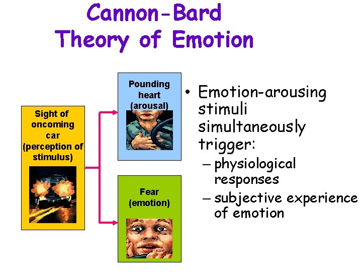 Cannon-Bard Theory of Emotion Sight of oncoming car (perception of stimulus) Pounding heart (arousal)