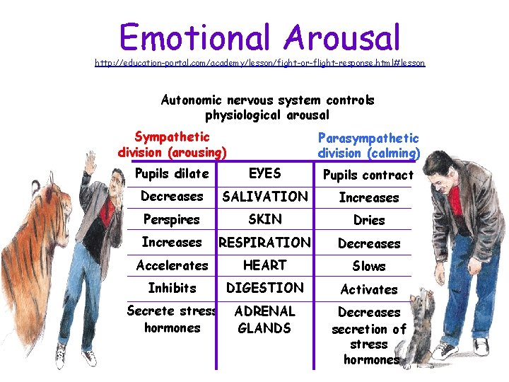 Emotional Arousal http: //education-portal. com/academy/lesson/fight-or-flight-response. html#lesson Autonomic nervous system controls physiological arousal Sympathetic division
