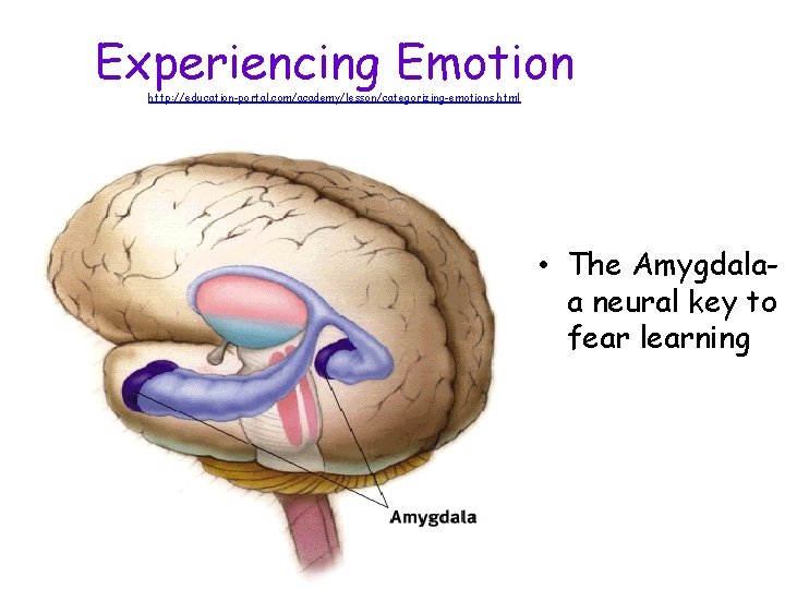 Experiencing Emotion http: //education-portal. com/academy/lesson/categorizing-emotions. html • The Amygdalaa neural key to fear learning