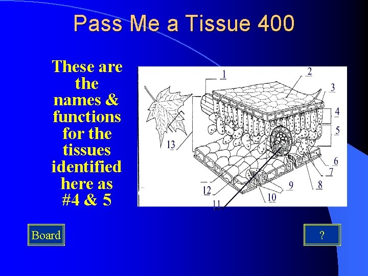 Pass Me a Tissue 400 These are the names & functions for the tissues