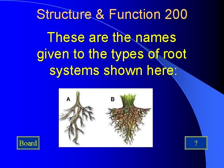 Structure & Function 200 These are the names given to the types of root