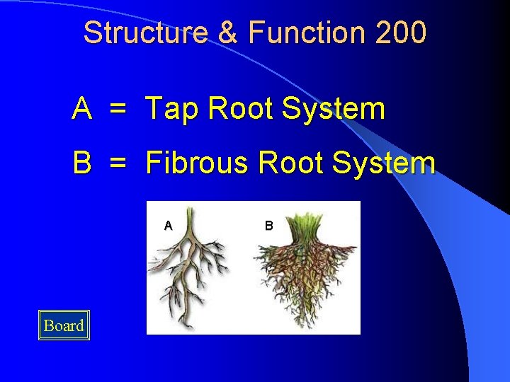 Structure & Function 200 A = Tap Root System B = Fibrous Root System