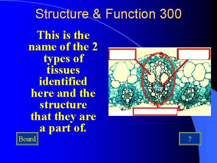 Structure & Function 300 This is the name of the 2 types of tissues