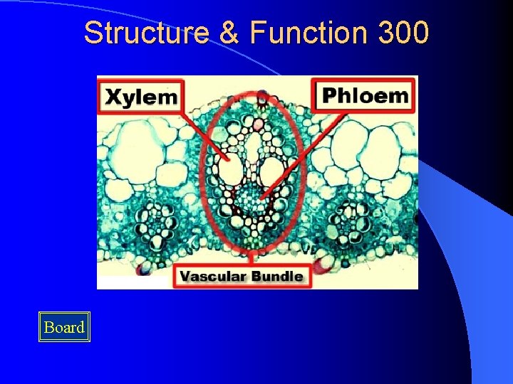 Structure & Function 300 Board 