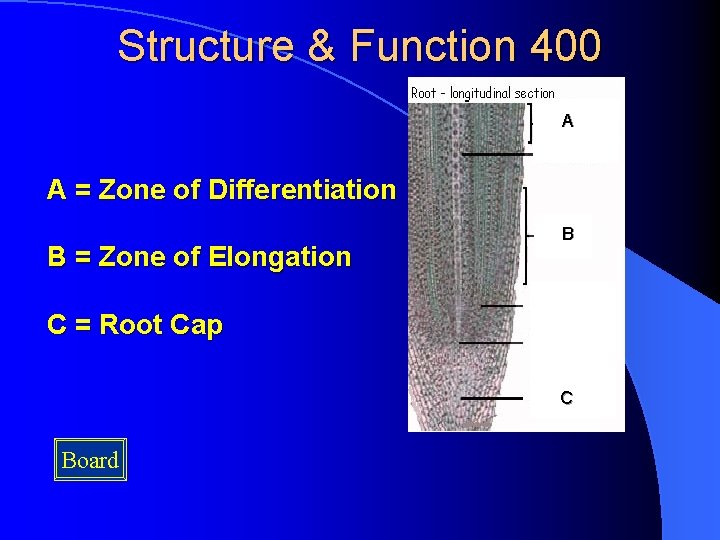 Structure & Function 400 A A = Zone of Differentiation B = Zone of