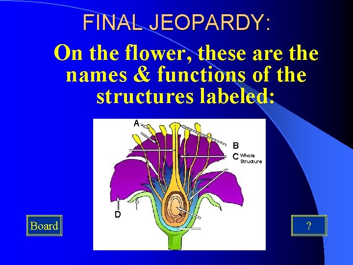 FINAL JEOPARDY: On the flower, these are the names & functions of the structures