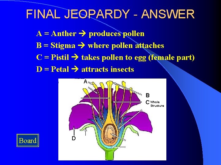 FINAL JEOPARDY - ANSWER A = Anther produces pollen B = Stigma where pollen