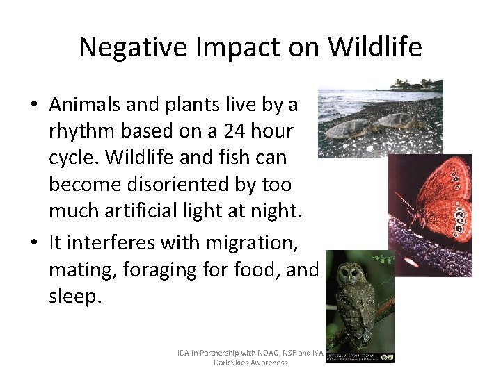 Negative Impact on Wildlife • Animals and plants live by a rhythm based on