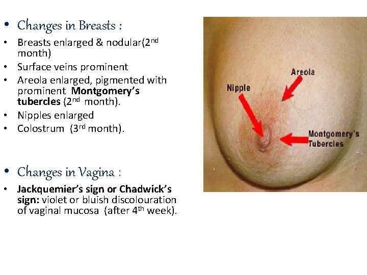  • Changes in Breasts : • Breasts enlarged & nodular(2 nd month) •