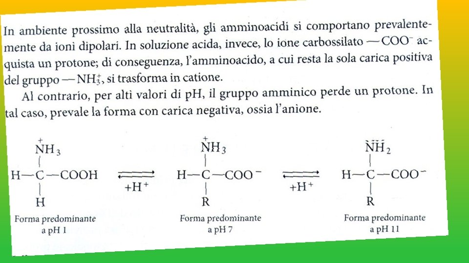 DAI PEPTIDI, FORMATI DA POCHI AMMINOACIDI, SI PASSA AI POLIPEPTIDI CHE NE CONTENGONO QUALCHE