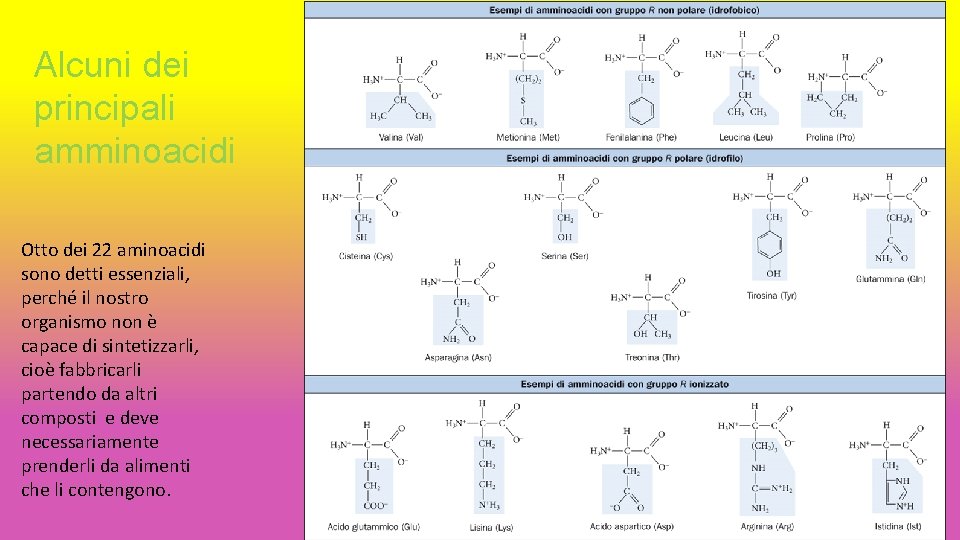 Alcuni dei principali amminoacidi Otto dei 22 aminoacidi sono detti essenziali, perché il nostro