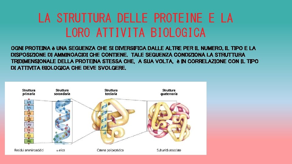 LA STRUTTURA DELLE PROTEINE E LA LORO ATTIVITA BIOLOGICA OGNI PROTEINA è UNA SEGUENZA
