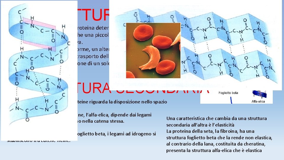 LA STRUTTURA PRIMARIA La struttura primaria di una proteina determina sia la forma sia