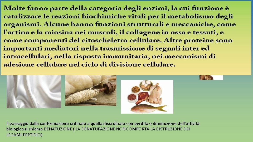 Le proteine svolgono molte funzioni di grande importanza: • sostegno– in forma di cheratina