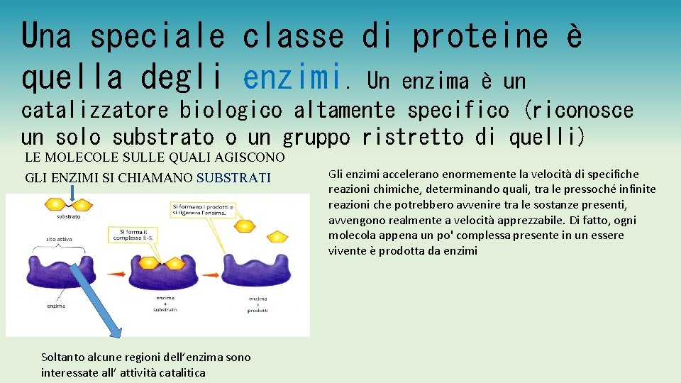 Una speciale classe di proteine è quella degli enzimi. Un enzima è un catalizzatore