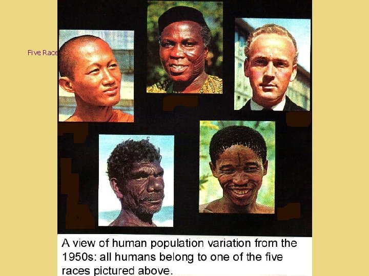 five human races