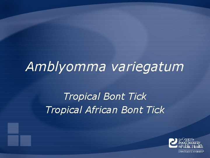 Amblyomma variegatum Tropical Bont Tick Tropical African Bont Tick 