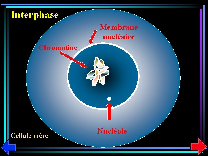 Interphase Membrane nucléaire Chromatine Cellule mère Nucléole 