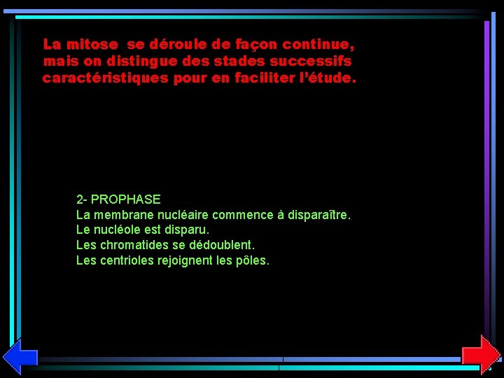 La mitose se déroule de façon continue, mais on distingue des stades successifs caractéristiques