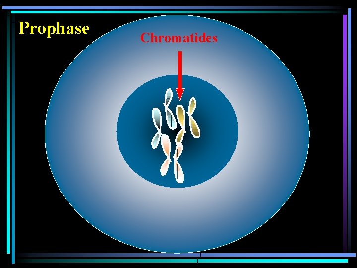 Prophase Chromatides 