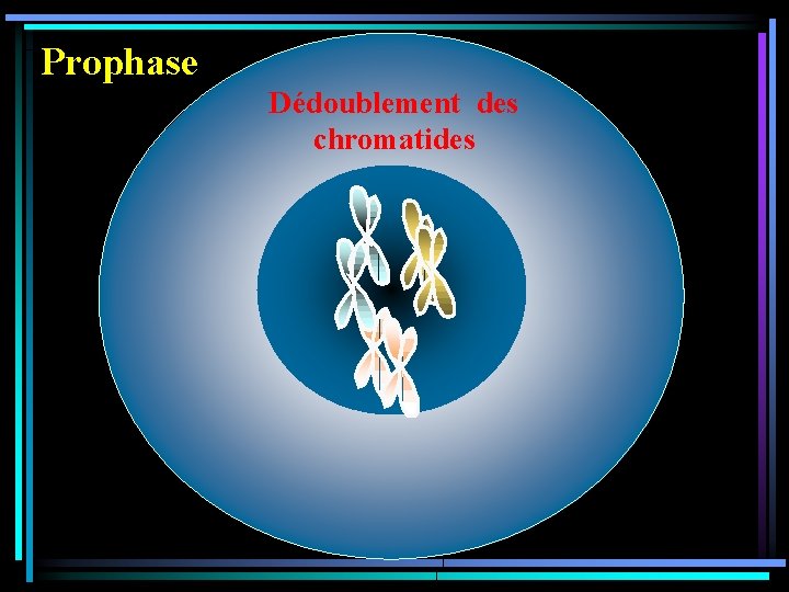 Prophase Dédoublement des chromatides 