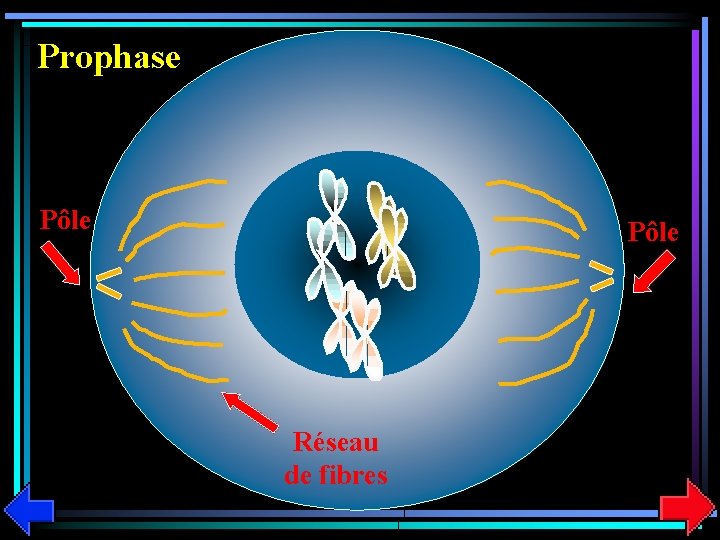 Prophase Pôle Réseau de fibres 