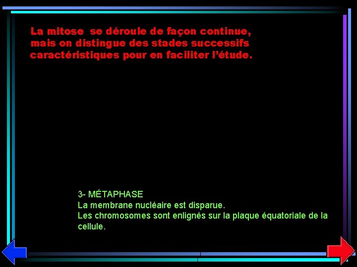 La mitose se déroule de façon continue, mais on distingue des stades successifs caractéristiques