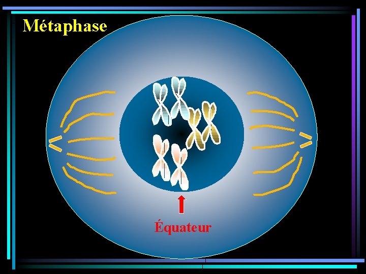 Métaphase Équateur 