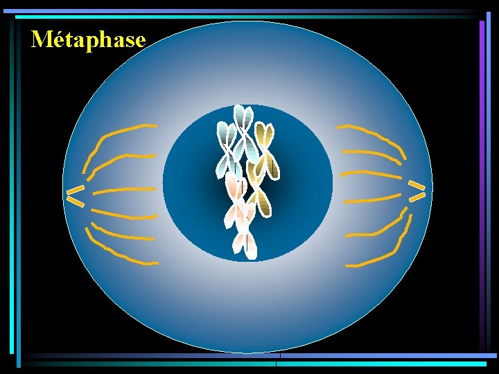 Métaphase 