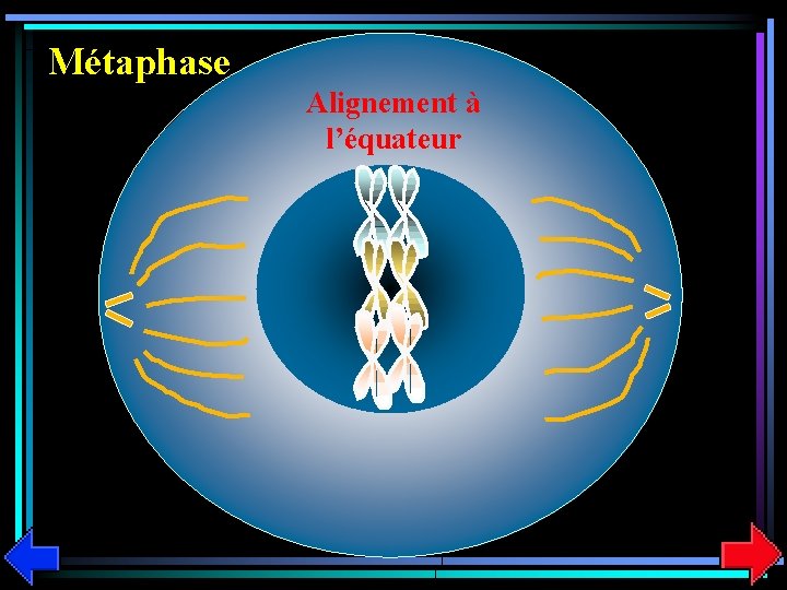 Métaphase Alignement à l’équateur 