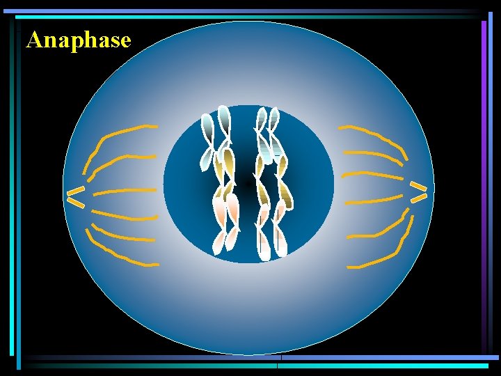 Anaphase 