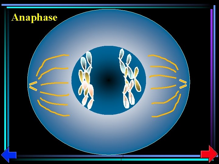 Anaphase 