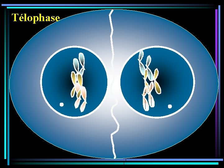 Télophase 