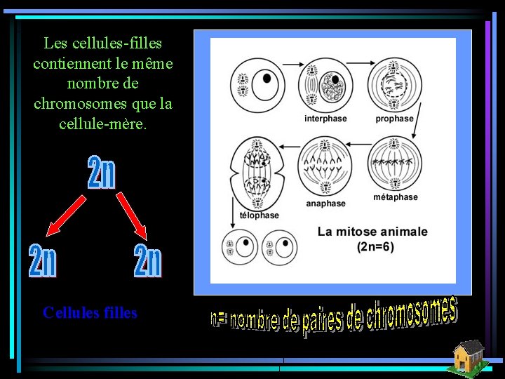 Les cellules-filles contiennent le même nombre de chromosomes que la cellule-mère. Cellules filles 