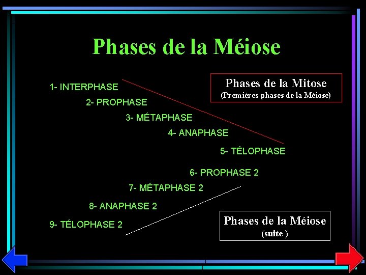 Phases de la Méiose Phases de la Mitose 1 - INTERPHASE (Premières phases de