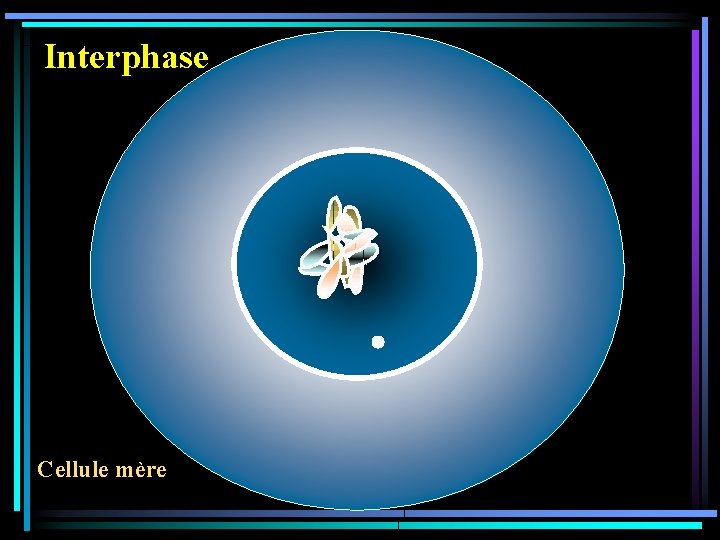 Interphase Cellule mère 