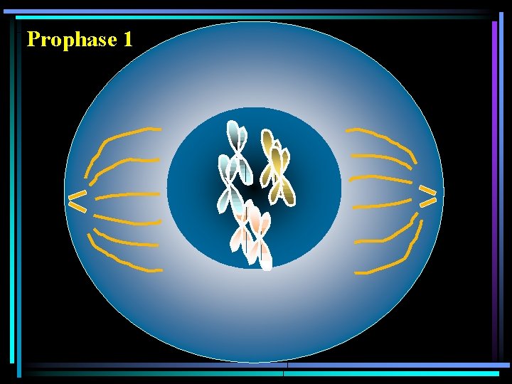 Prophase 1 