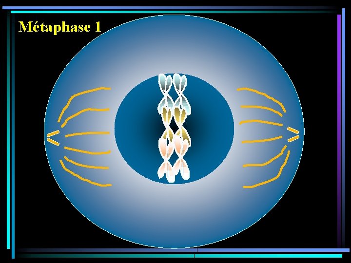 Métaphase 1 