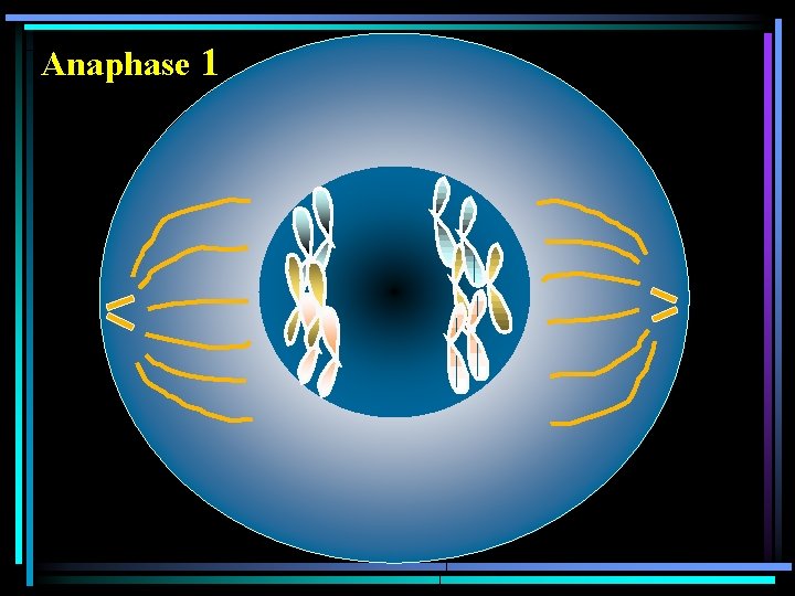 Anaphase 1 