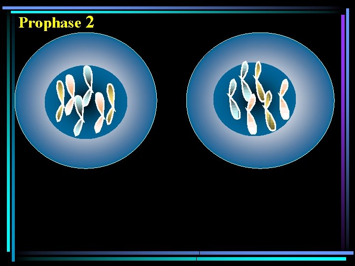 Prophase 2 