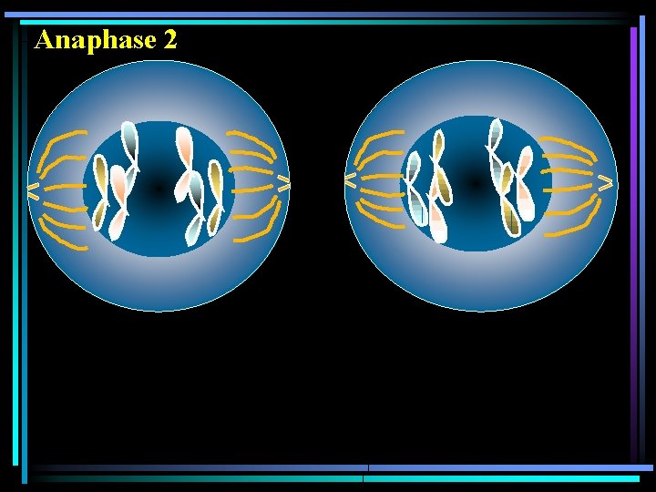 Anaphase 2 