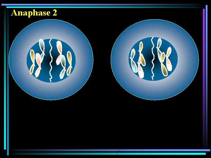 Anaphase 2 