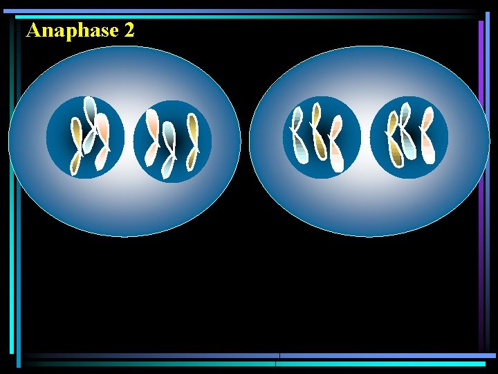 Anaphase 2 