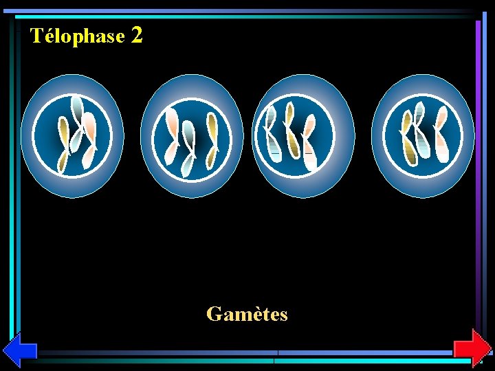 Télophase 2 Gamètes 