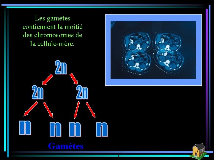 Les gamètes contiennent la moitié des chromosomes de la cellule-mère. Gamètes 