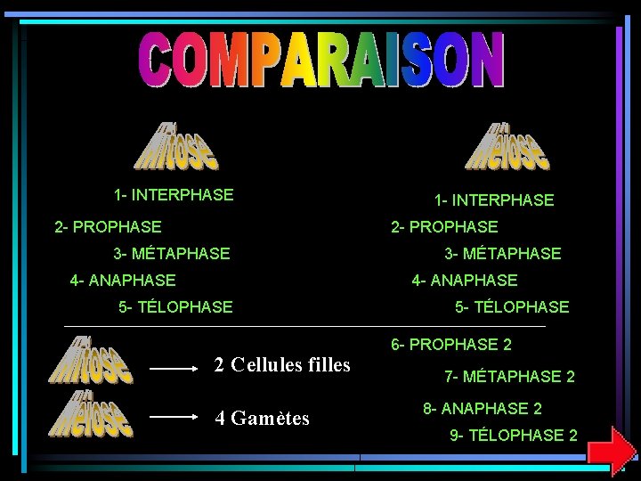 1 - INTERPHASE 2 - PROPHASE 3 - MÉTAPHASE 4 - ANAPHASE 5 -